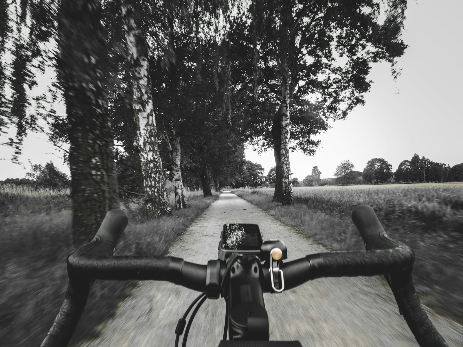 Vue depuis le guidon sur une route de campagne bordée d'arbres